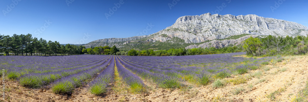 Mount sainte Victoire and lavender - obrazy, fototapety, plakaty 