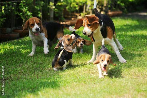 beagle dog outdoors