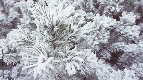 Winter frost on spruce tree...