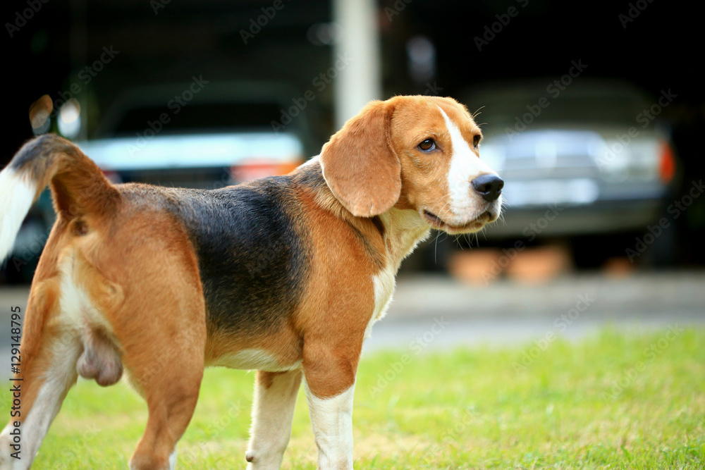 beagle dog outdoors