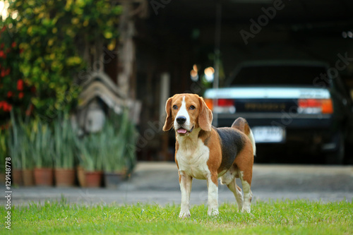Fototapeta Naklejka Na Ścianę i Meble -  beagle dog outdoors