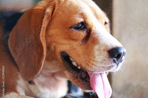 beagle dog outdoors