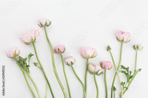 Beautiful spring Ranunculus flowers on white background from above. Floral border. Pastel color. Wedding mockup. Clean space for text. Flat lay style.