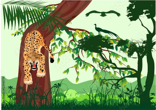 Vector image of the Leopard on the Jungle Background