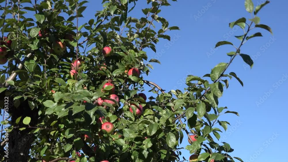 Branches full of red ripe apples on background of blue sky. Zoom out. 4K Branches full of red ripe apples on background of blue sky. Zoom out. 4K