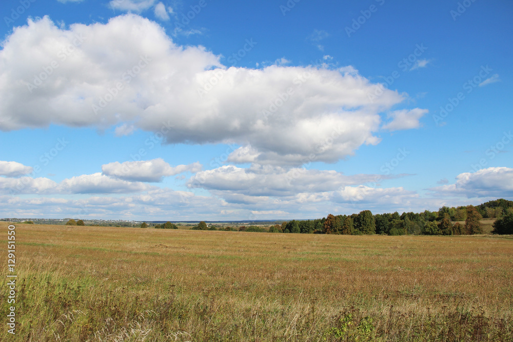 Field of green and yellow grass and blue sky.