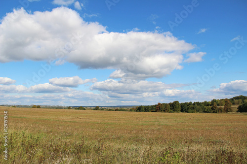Field of green and yellow grass and blue sky.