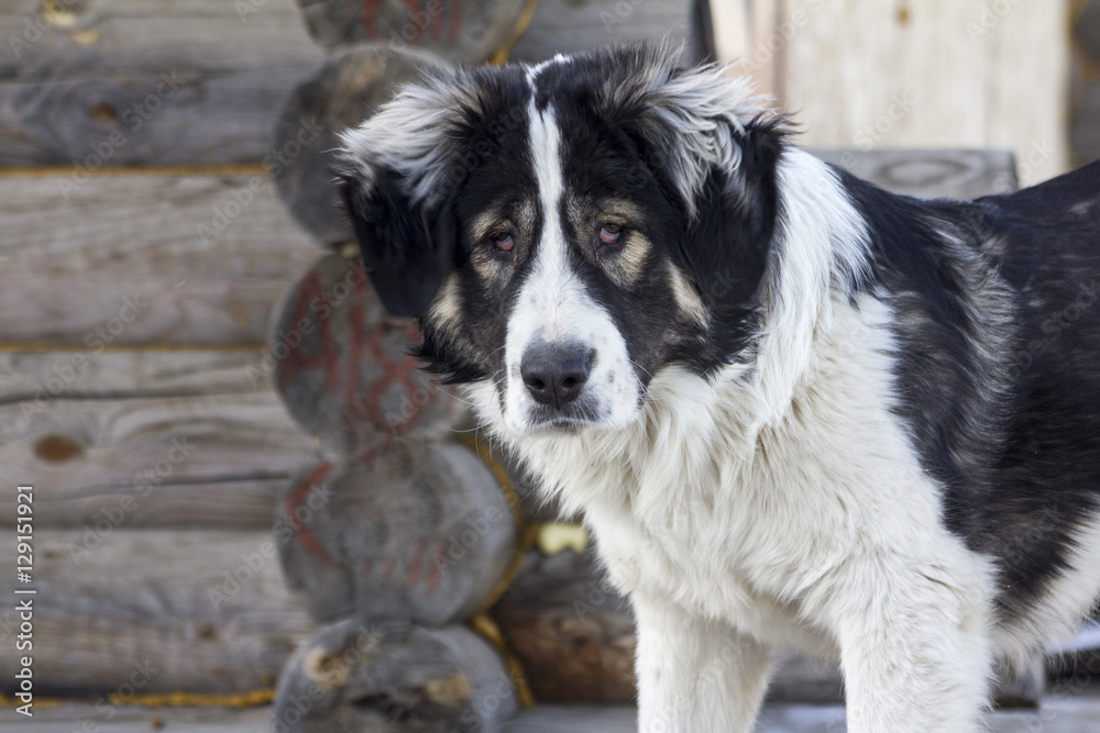 Fototapeta premium Central Asian Shepherd Dog is sitting outside on a cold winter day with snow on his face.
