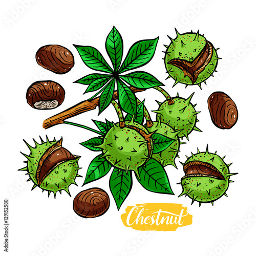 set of colorful chestnuts