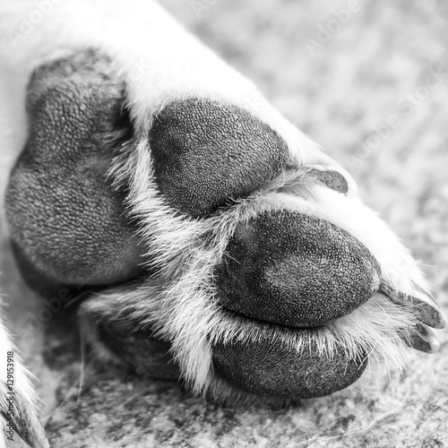 dog paw (13) close-up