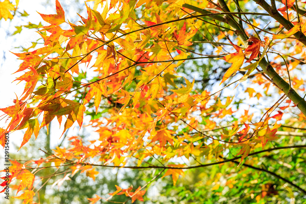 Beautiful Colorful Autumn maple Leaves