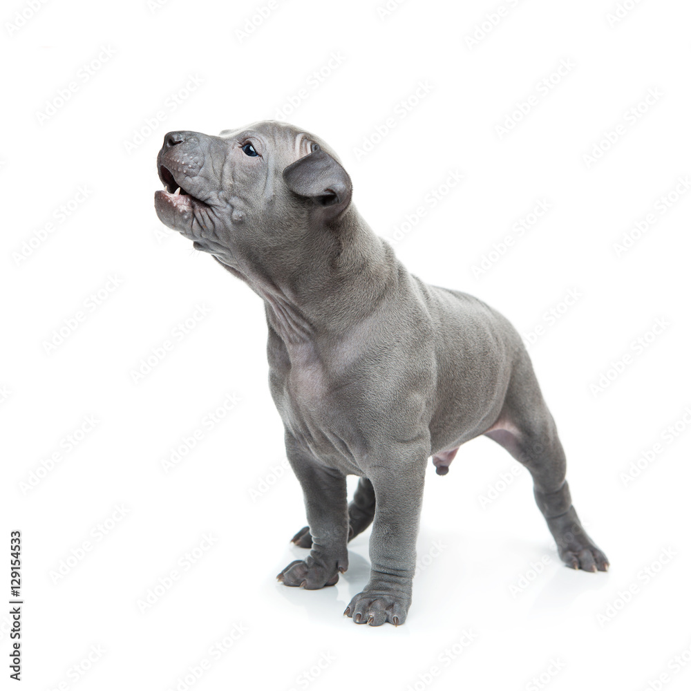 Thai ridgeback puppy isolated on white Thai ridgeback puppy isolated on white