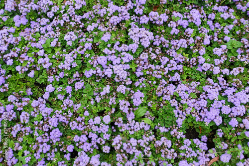 Ageratum