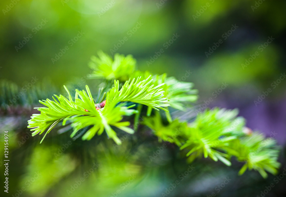 Coniferous branches with young light green shoots Coniferous branches with young light green shoots