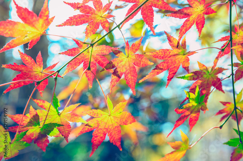Beautiful Colorful Autumn maple Leaves