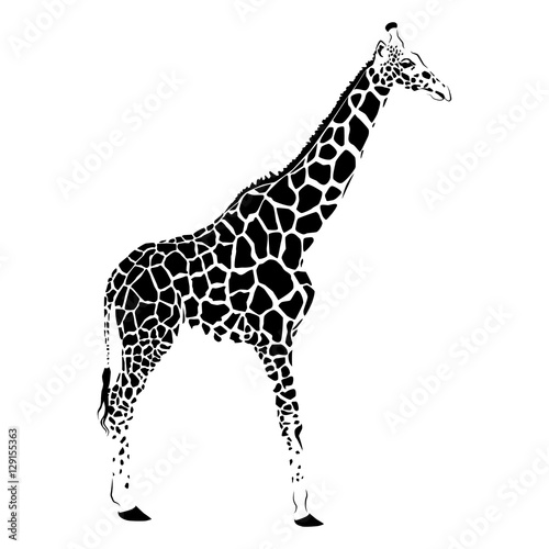 giraffe on a white background  