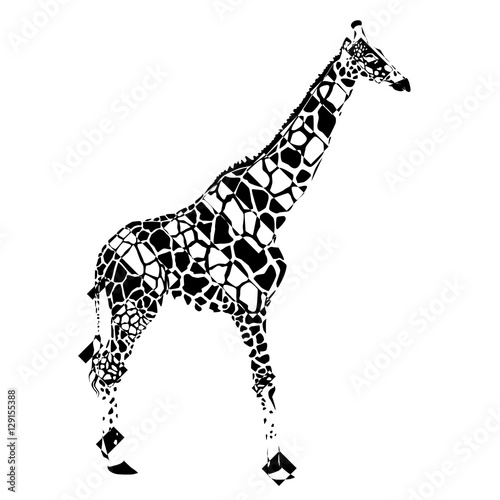 The giraffe in negative rectangles on white background  