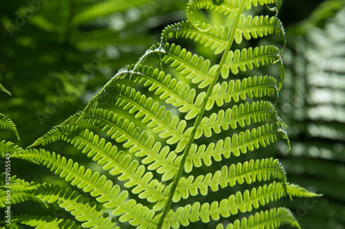 green fern in the blurry background