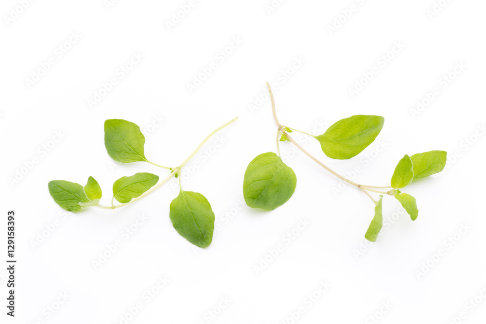 Branch of asian basil isolated on white background.
