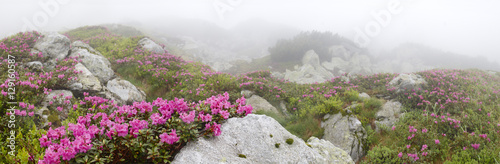 flowers among the stones