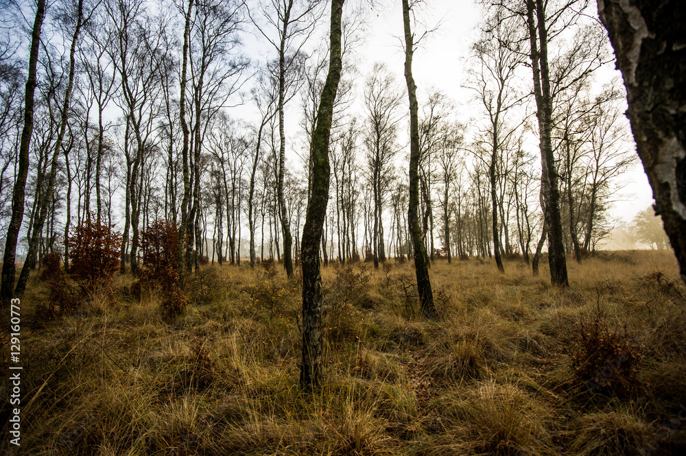 Auf einer Wanderung im Nationalpark De Hoge Veluwe im Birkenwald Auf einer Wanderung im Nationalpark De Hoge Veluwe im Birkenwald