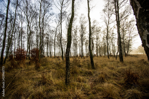 Auf einer Wanderung im Nationalpark De Hoge Veluwe im Birkenwald