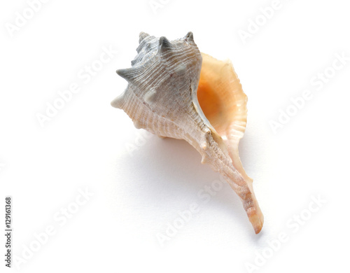 Exotische Meeresmuschel Fasciolaria