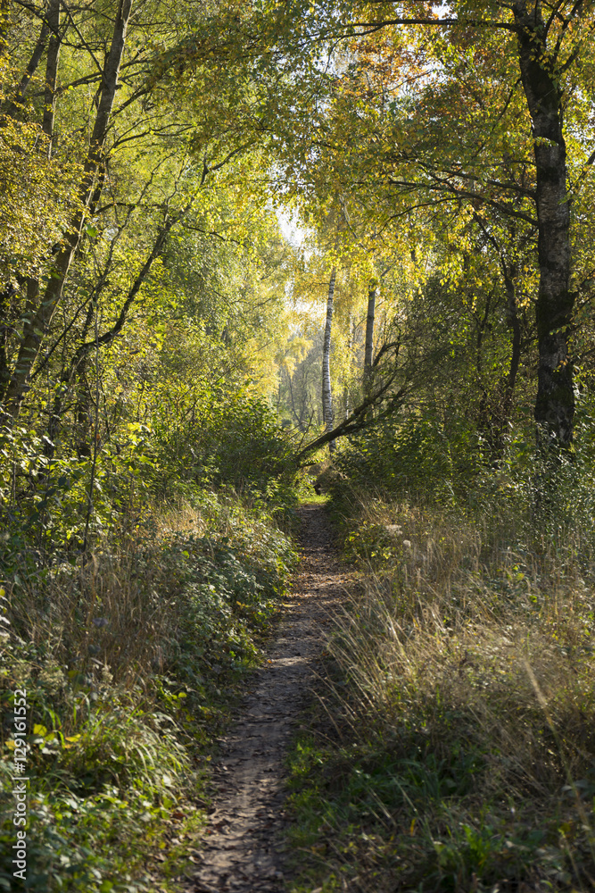 Verwilderter Waldweg im Herbst - obrazy, fototapety, plakaty 