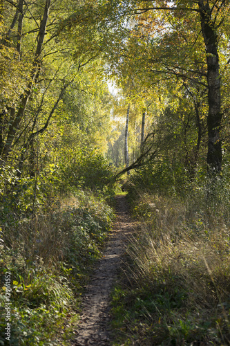 Verwilderter Waldweg im Herbst