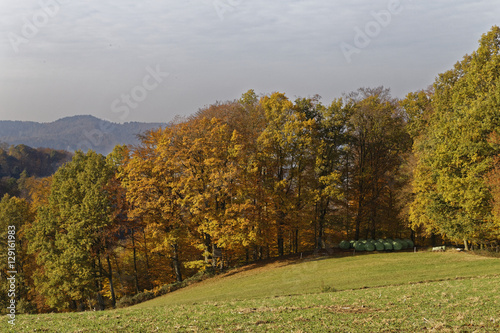 forest in autumn photo
