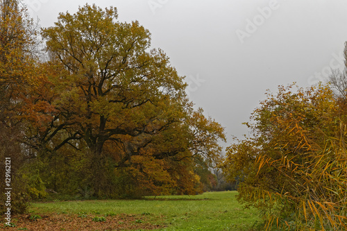 forest in autumn photo