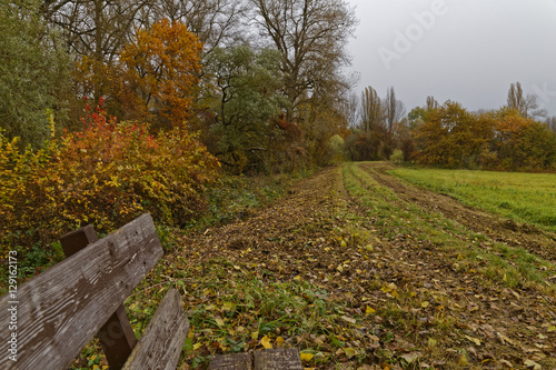 forest in autumn photo