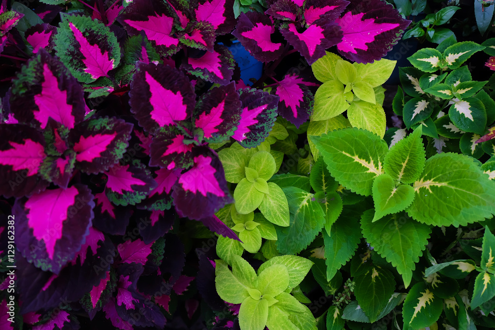 Coleus Coleus