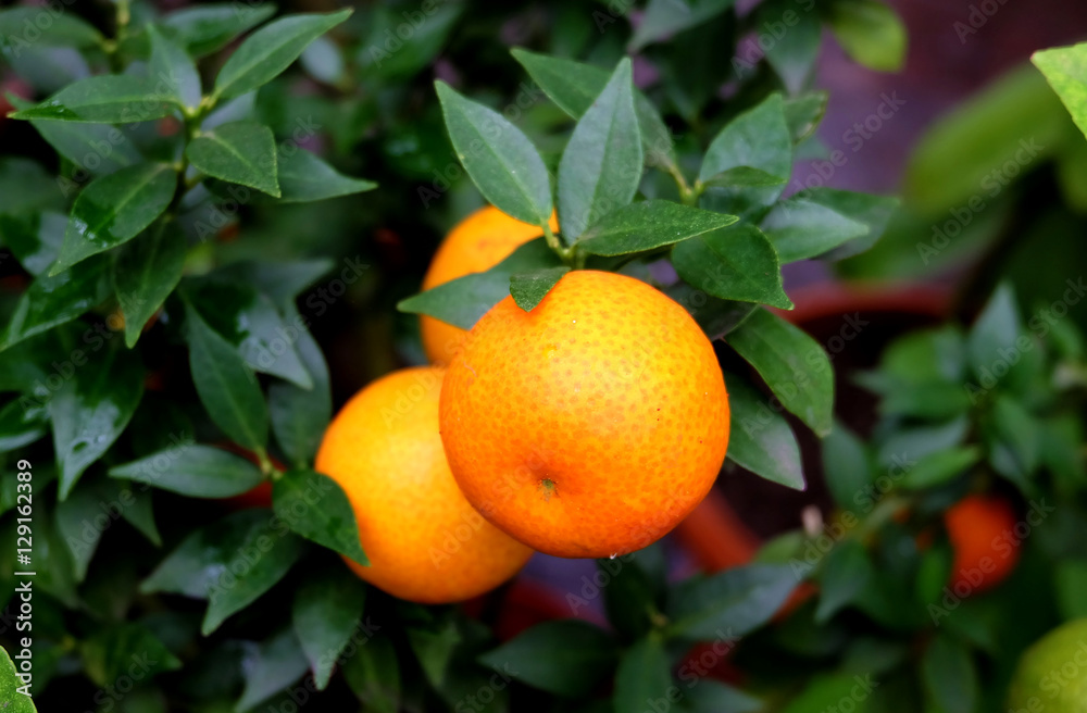 Mandarin on a branch
