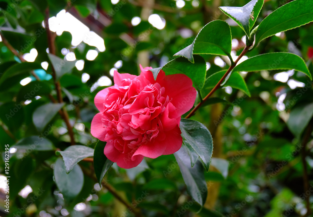 red camellia