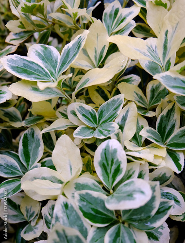 Japanese euonymus photo