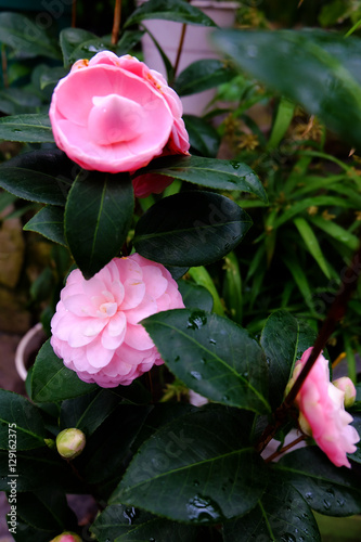 Japanese camellia