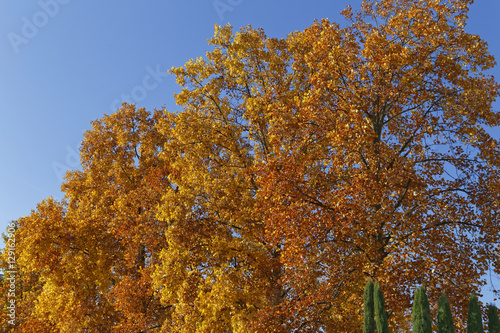 trees in autumn photo