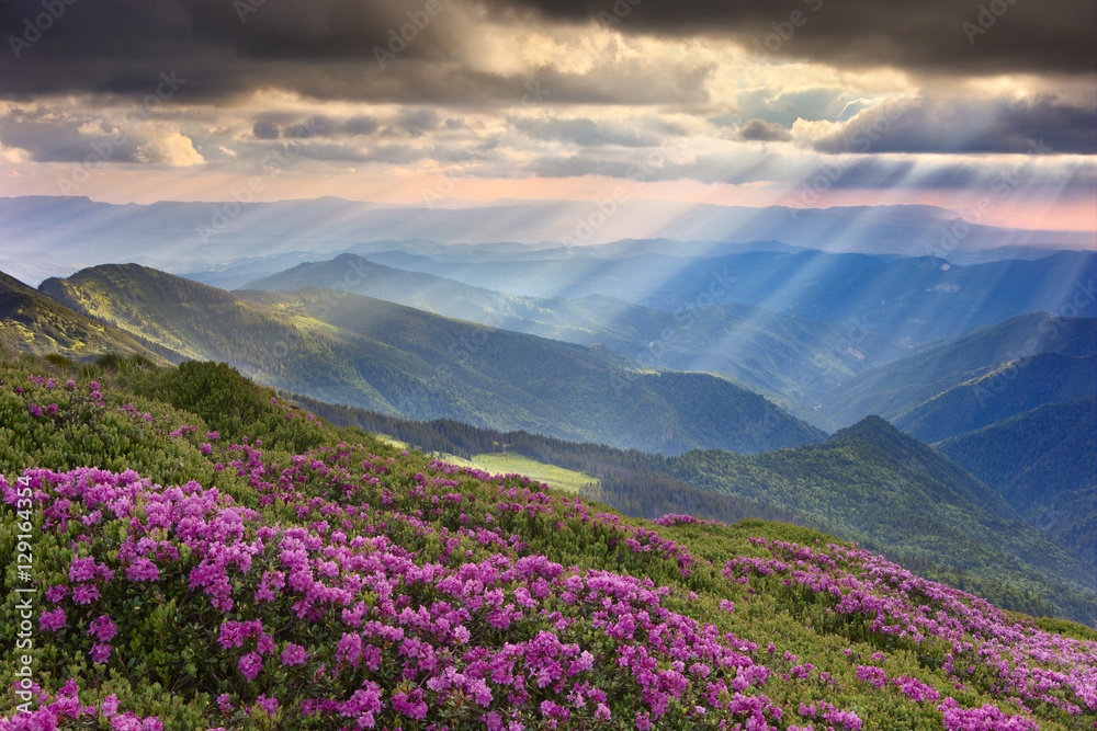 rhododendron in the Carpathians rhododendron in the Carpathians