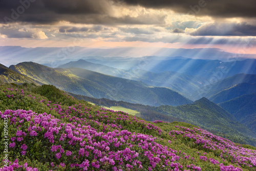 rhododendron in the Carpathians