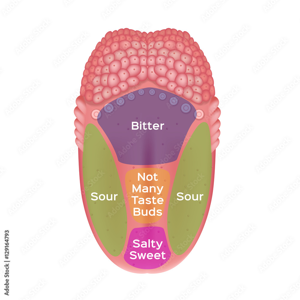 Taste Map Of The Tongue With Its Four Taste Areas Bitter Sour Sweet 