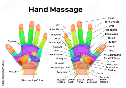Reflexology handheld, hands, palms, health, massage vector . anatomy and organ set