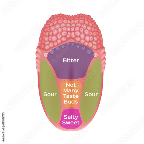 Taste map of the tongue with its four taste areas - bitter, sour, sweet and salty. Tonge anatomy . vector