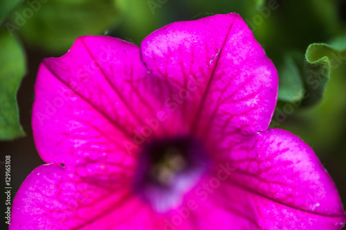 Closeup of the Petunia flower