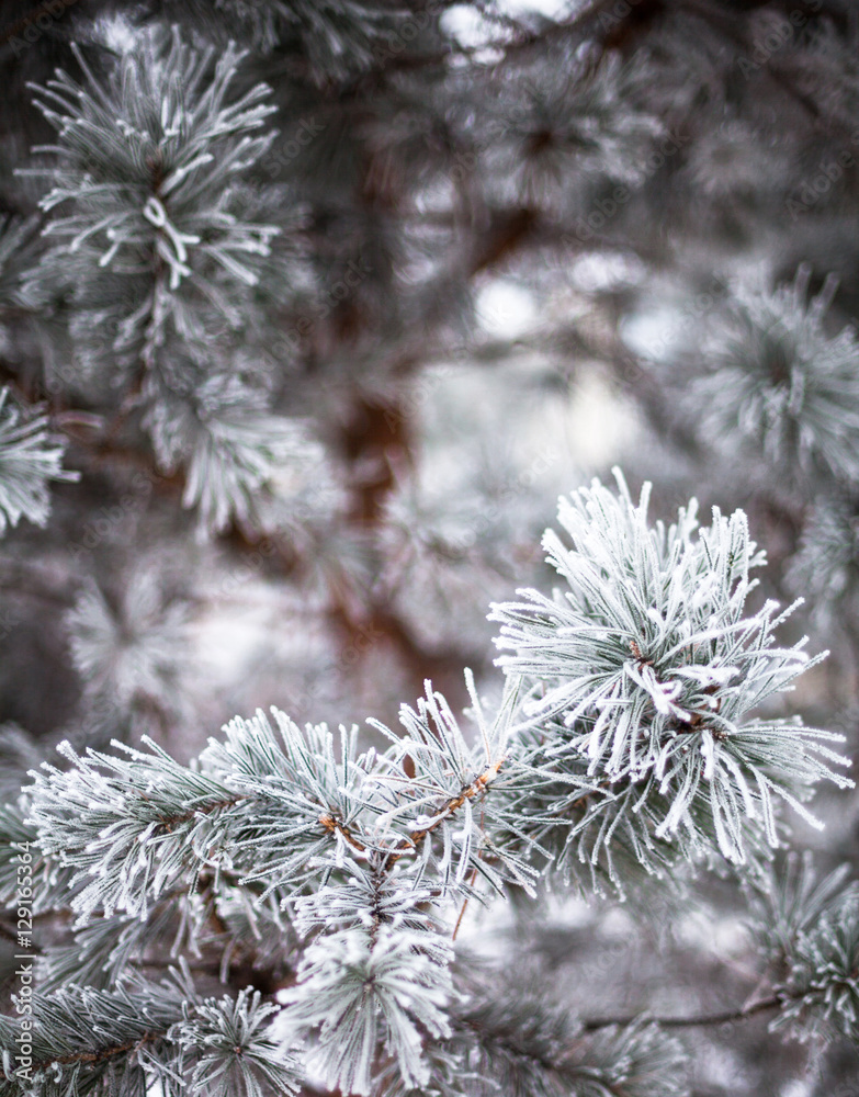 Coniferous branches covered with hoarfrost