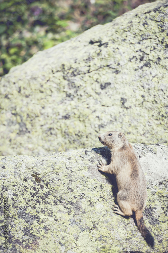 Petite marmotte