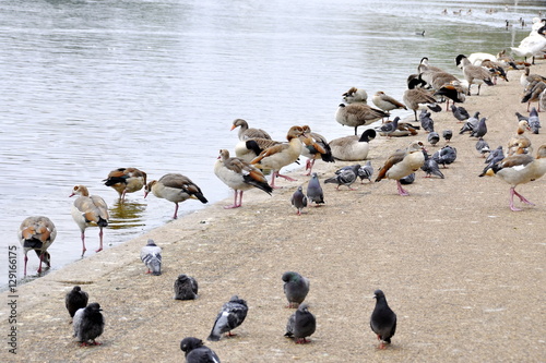 Different kind of birds gathering by a pond