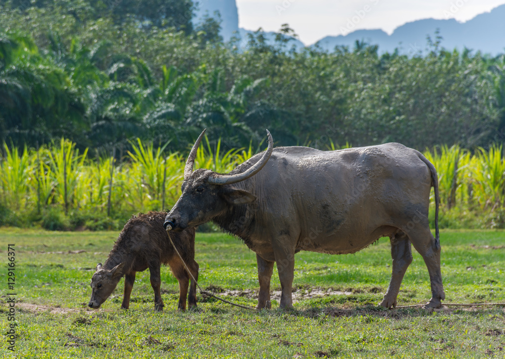 Fototapeta premium Thai buffalo standing in a grass field at Phang Nga, Thailand