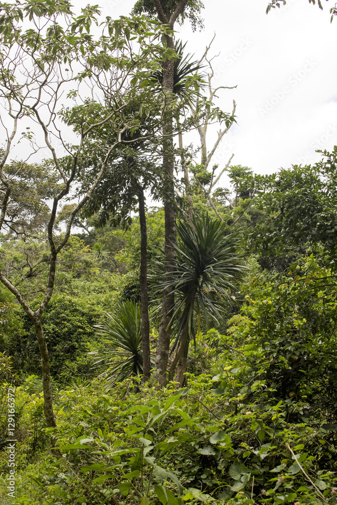 Fototapeta premium original forest habitat, Amber Mountain National Park,