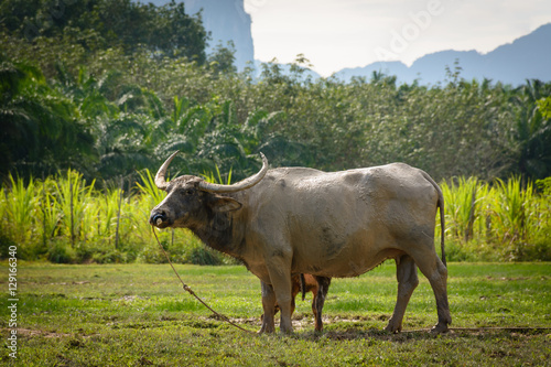 Fototapeta Naklejka Na Ścianę i Meble -  Thai buffalo standing in a grass field at Phang Nga, Thailand